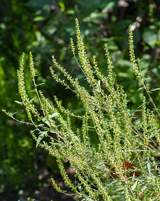 Common Ragweed, Annual Ragweed, or Low Ragweed (Ambrosia artemisiifolia) (DFL1518)