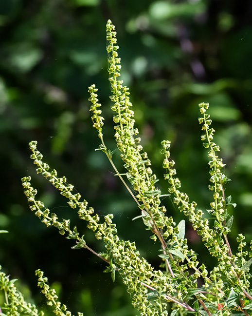 Common Ragweed, Annual Ragweed, or Low Ragweed (Ambrosia artemisiifolia) (DFL1519)