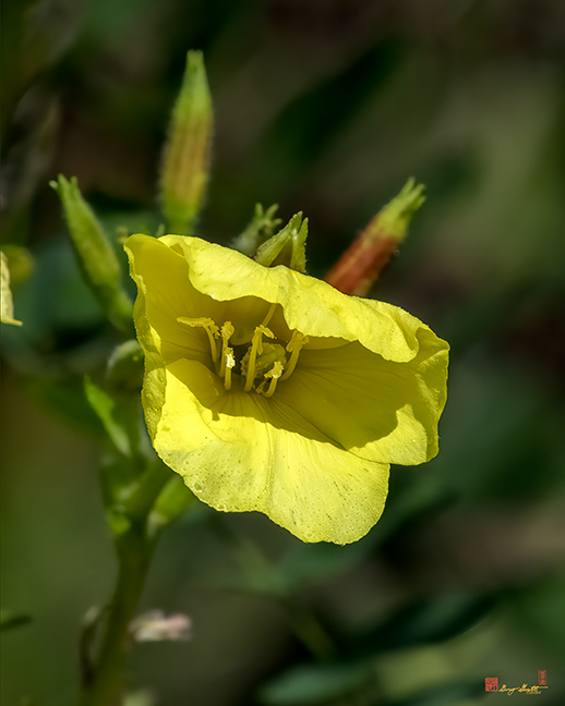 Common Evening-Primrose or Kings-Cureall (Oenothera biennis) (DFL1524)
