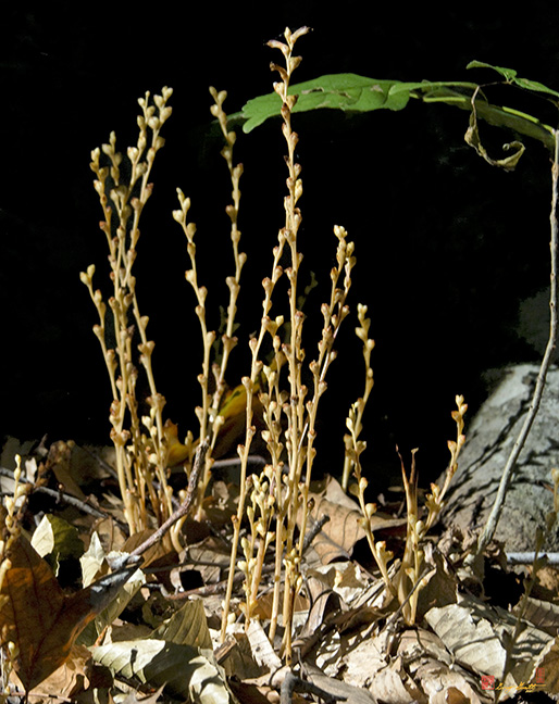 Beechdrops (Epifagus americana) (DFF0038)