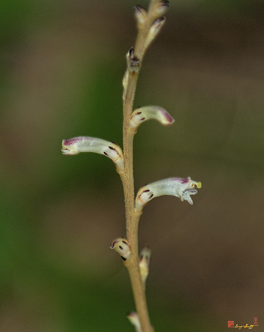 Beechdrops (Epifagus americana) (DFF0040)