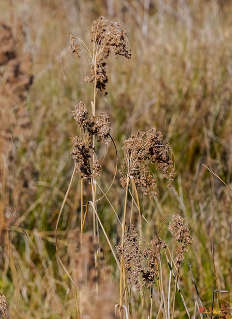 Marsh Bulrush or Cottongrass Bulrush (Scirpus cyperinus) (DFL1537)
