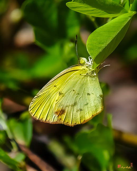 Little Yellow Butterfly (Pyrisitia lisa or Eurema lisa) (DIN0212)