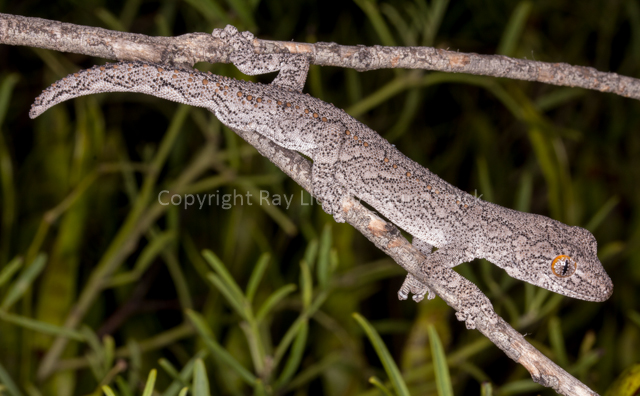 Strophurus intermedius