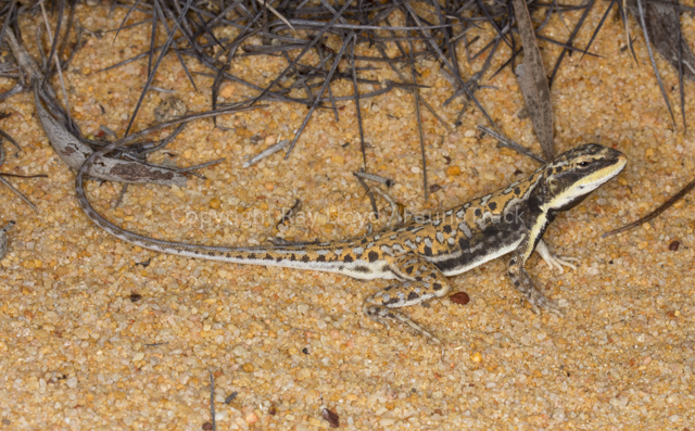 Ctenophorus isolepis citrinus