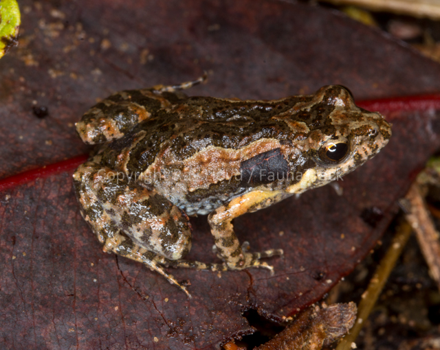 Crinia bilingua