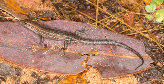 Carlia gracilis