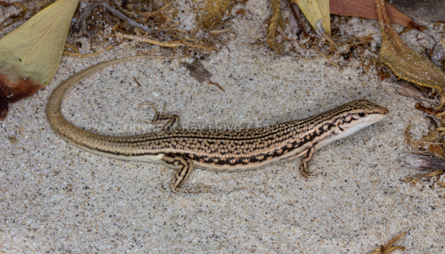 Ctenotus euclae