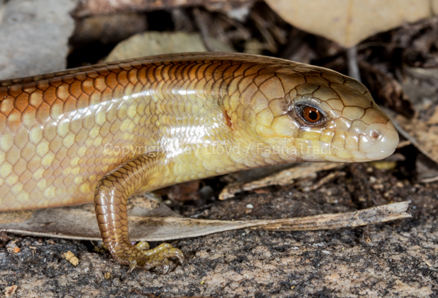 Cyclodomorphus maximus