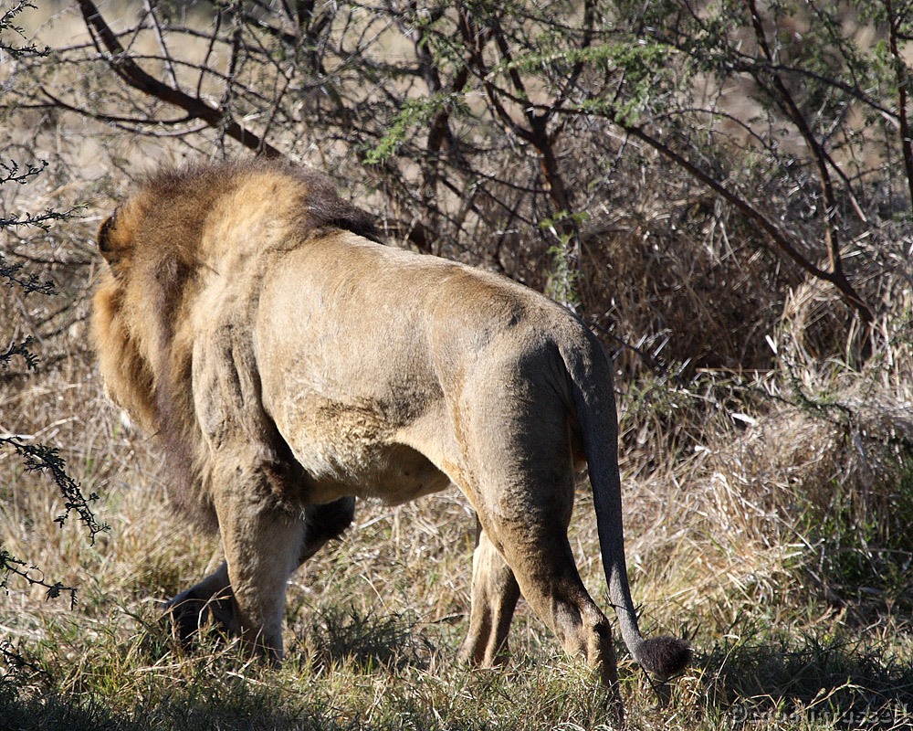 Male heads into bush