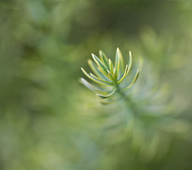 Westringia Seamist