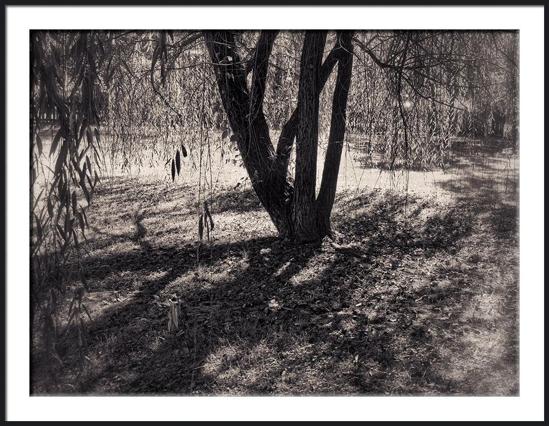 Willow Tree and Shadows