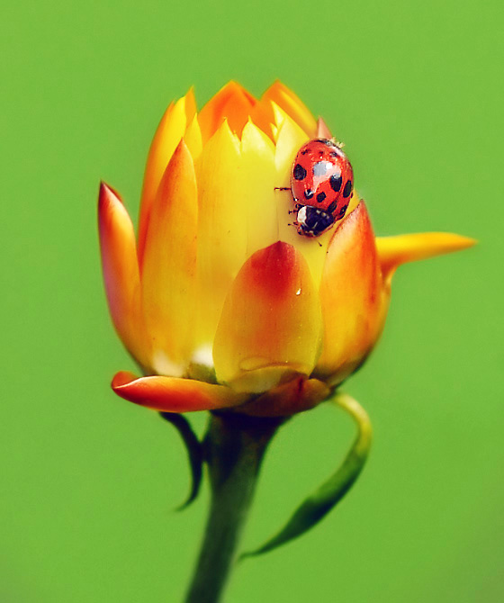 Ladybug