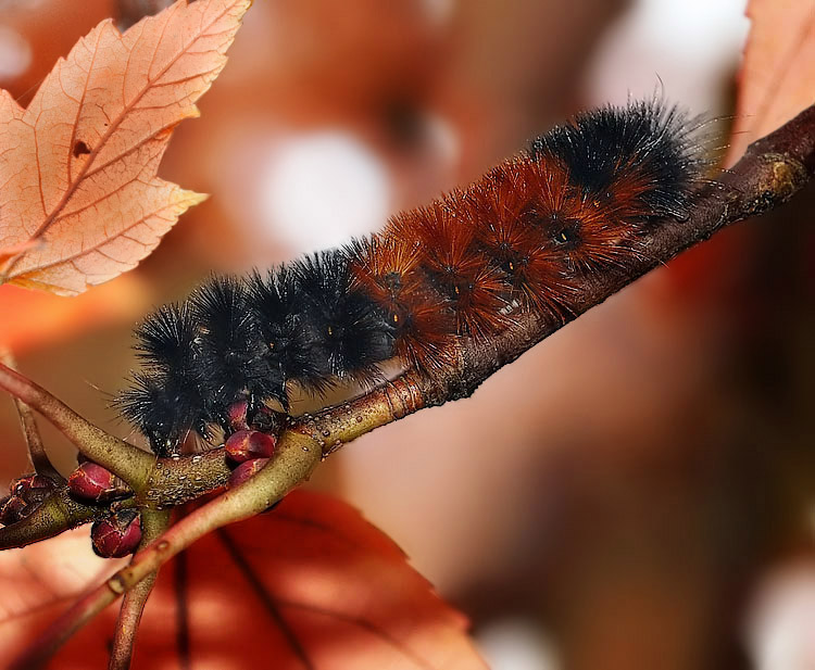 Wooly Bear