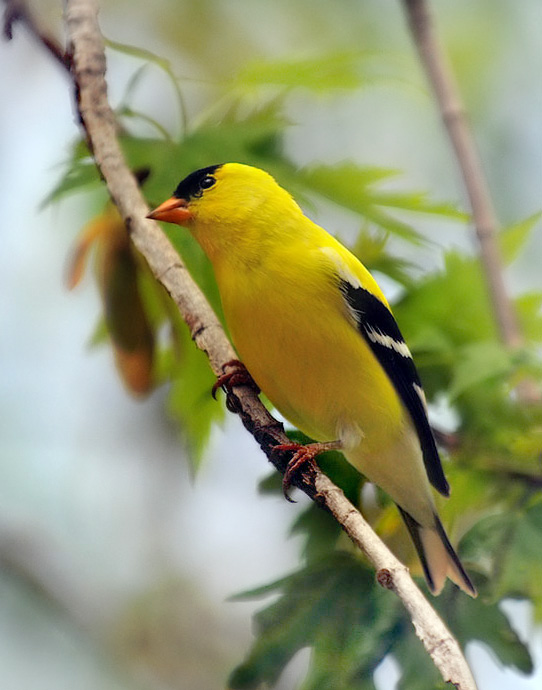 American Goldfinch