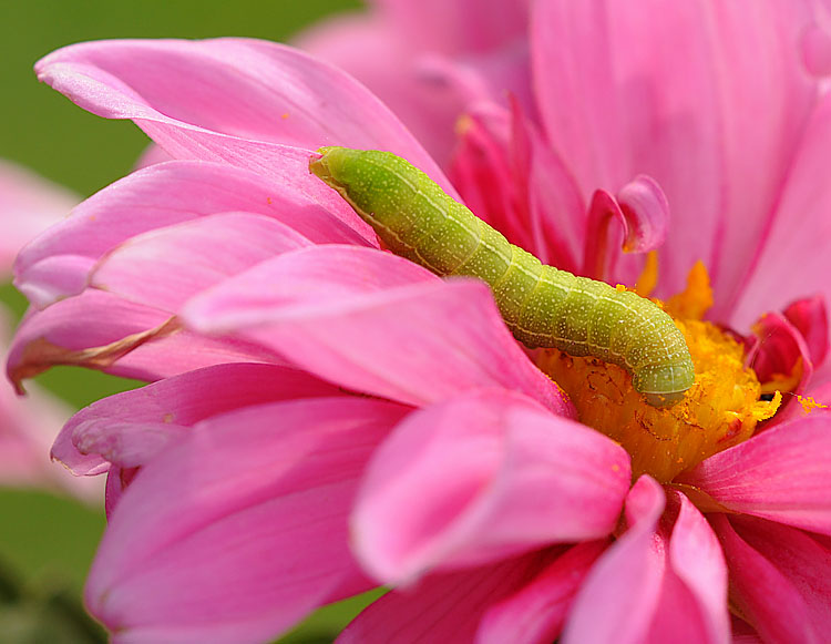 Distinct Quaker Moth Caterpillar on Dahlia