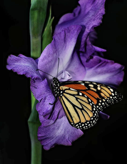 Monarch and Gladiola