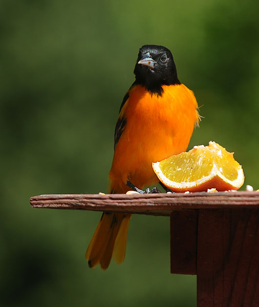 Baltimore Oriole