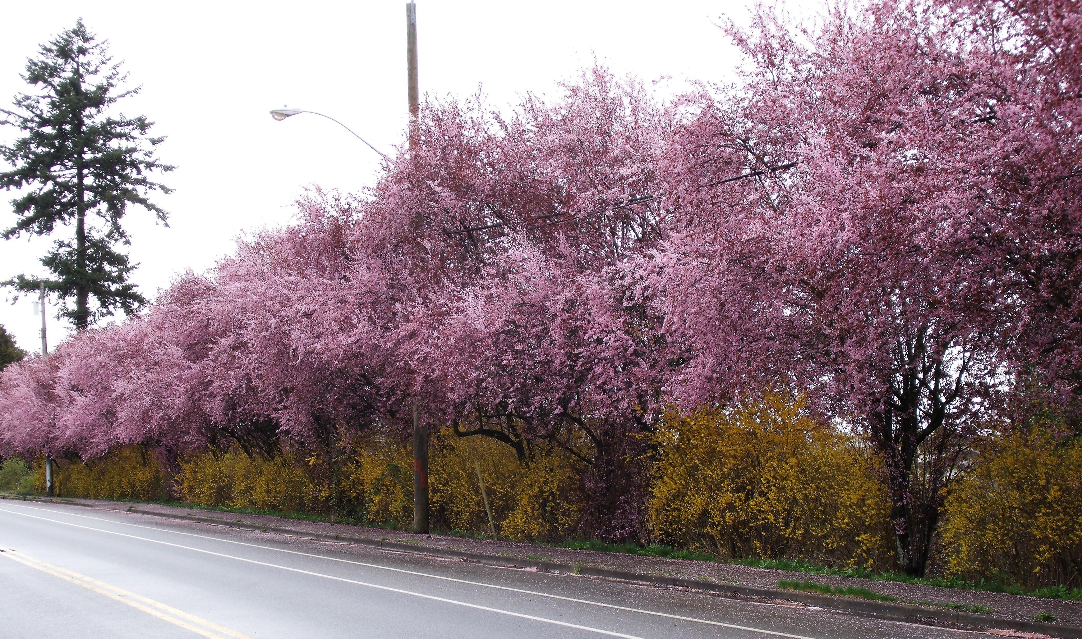 Spring symphony: Cherry and Forsythia