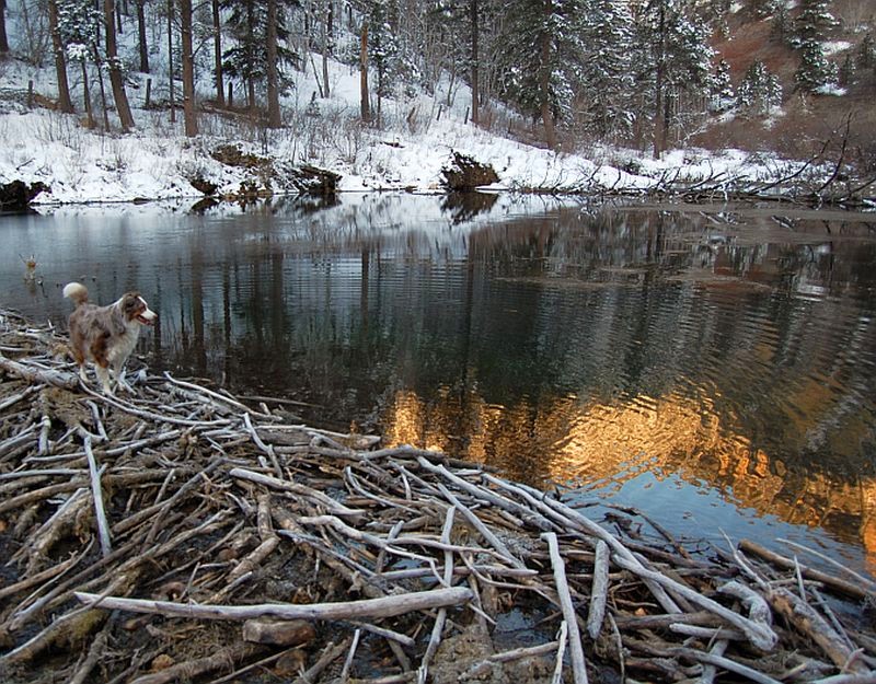 Beaver Dam