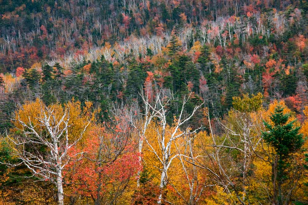 Birch Layers on Kancamagus Hwy  -   #0549