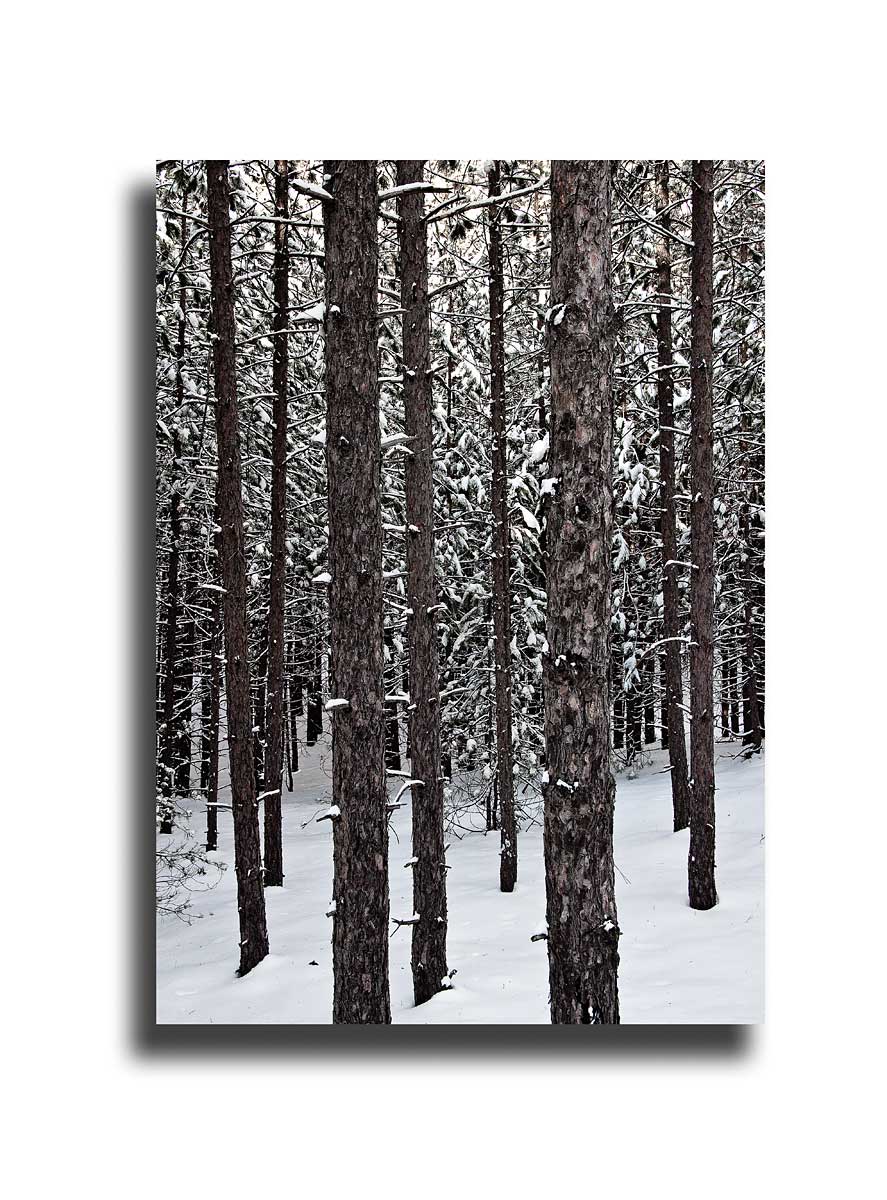 Snow & Trees  #3951
