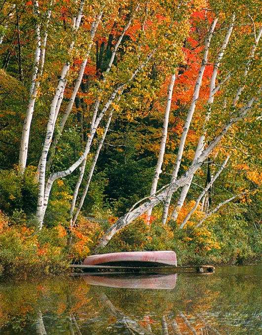 Canoe & Birch