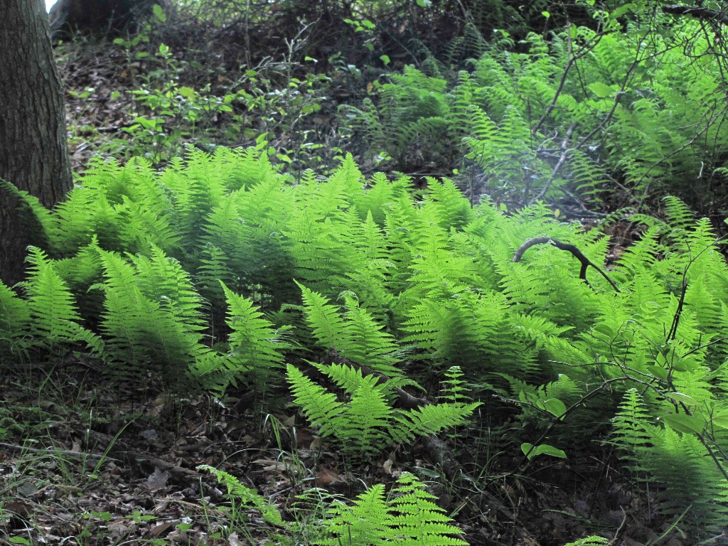 ny ferns 