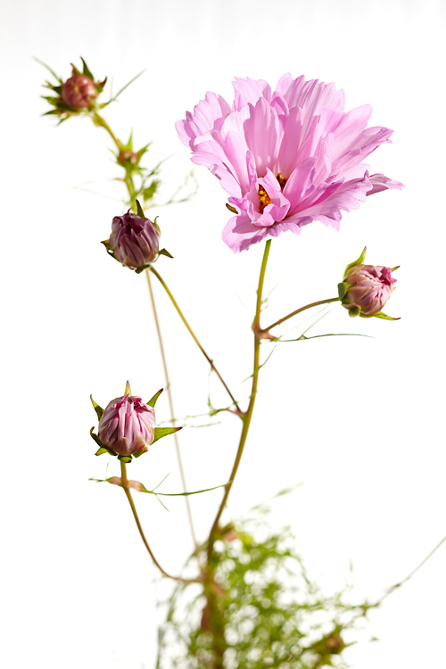 Cosmos bipinnatus