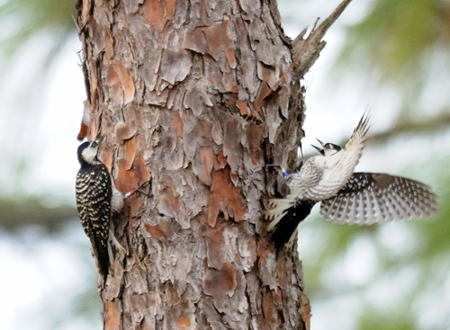 RCWtranslocation_66-b.jpg