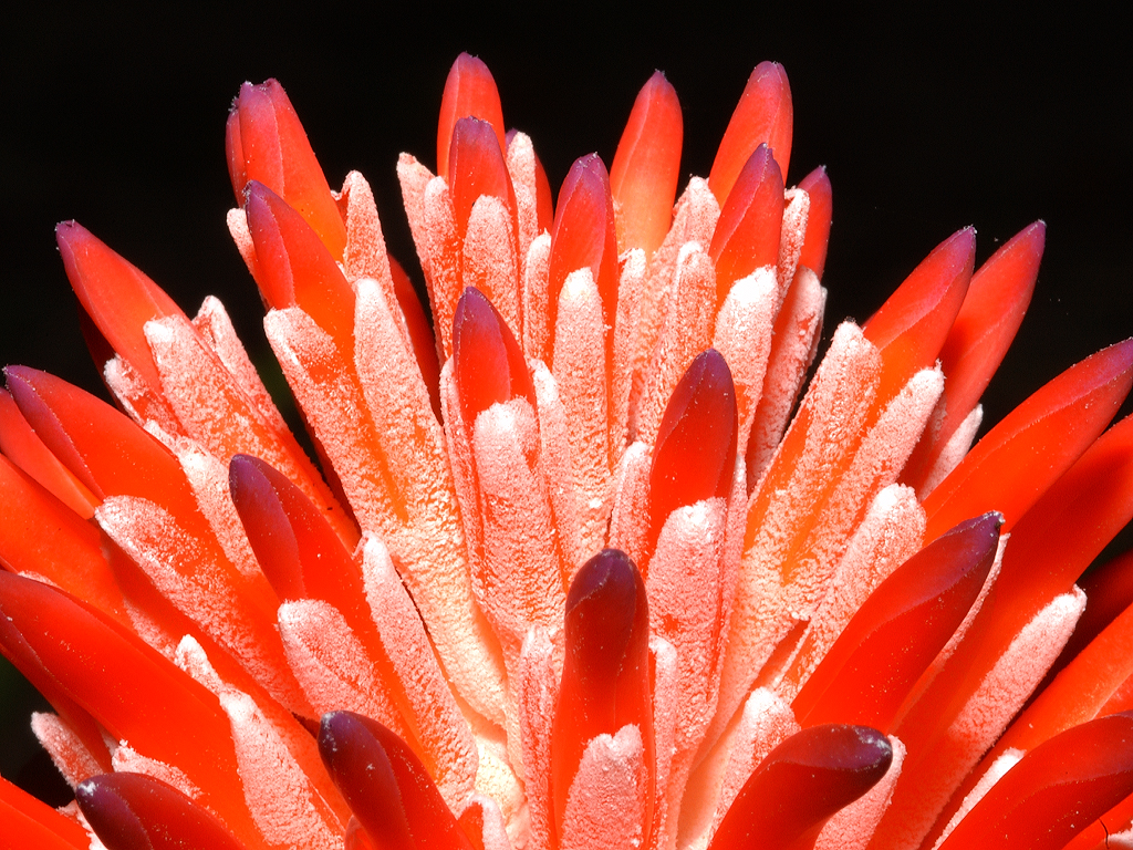 Bromiliad.jpg