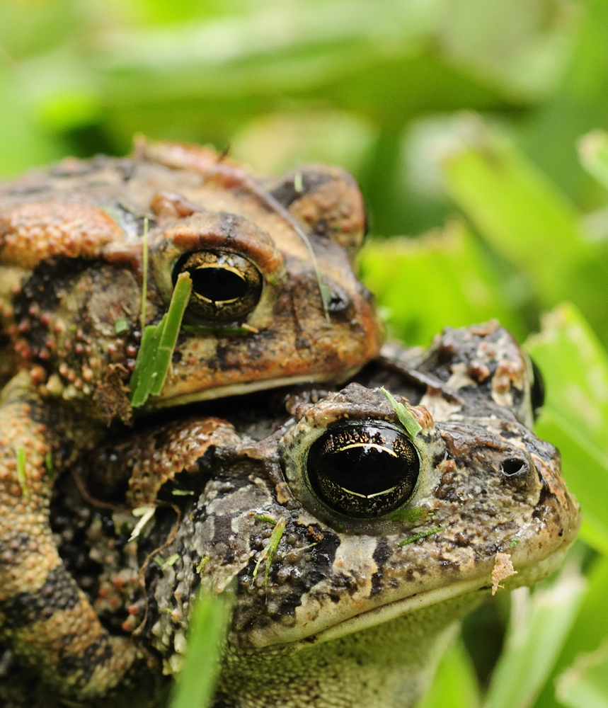 Southern Toads