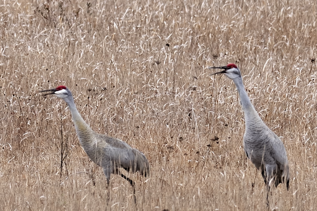 Sandhill cranes