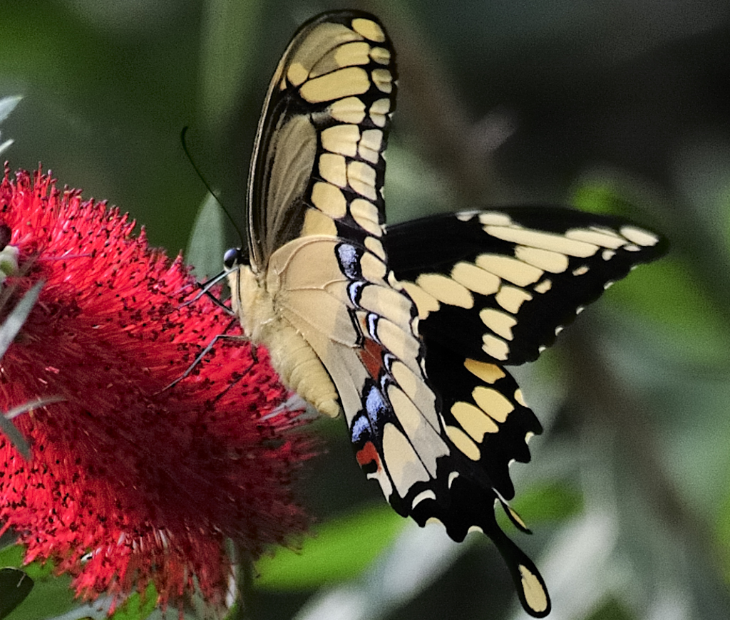 Giant swallowtail