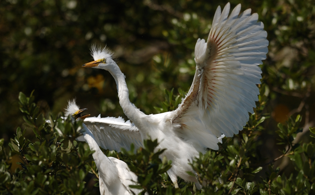 DSC_2087-p.jpg