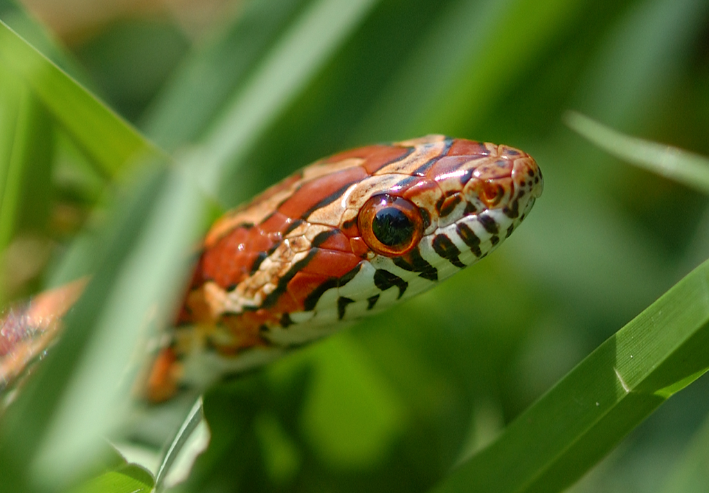 Snake in the grass.jpg