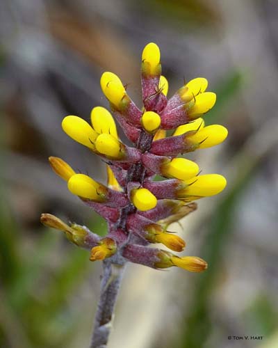 Bromeliad Blossom