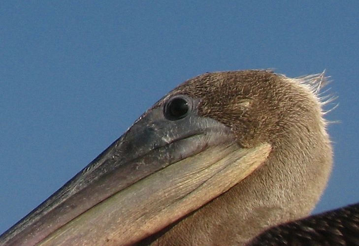 Young Brown Pelican