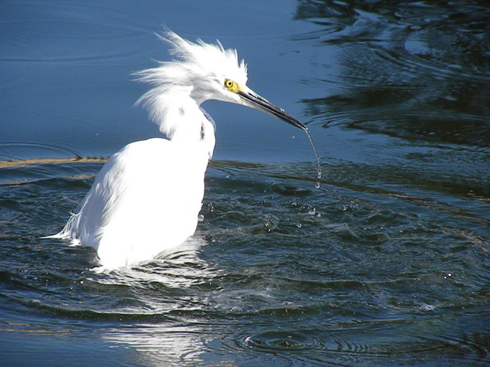 Snowy Egret N6596