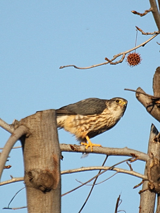 Merlin C9216