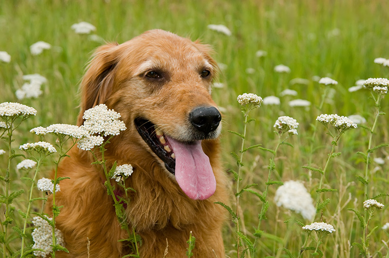 Bailey in prairie flowers