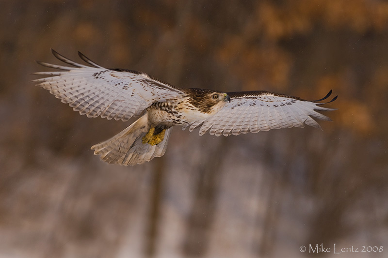 Flight on a snowy day