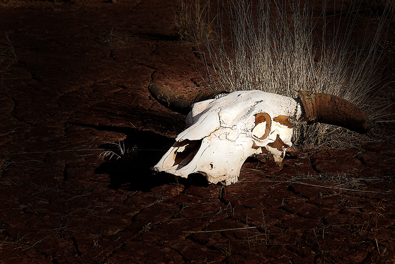 Cattle Skull