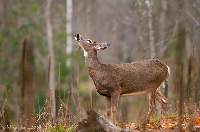 Scent detection