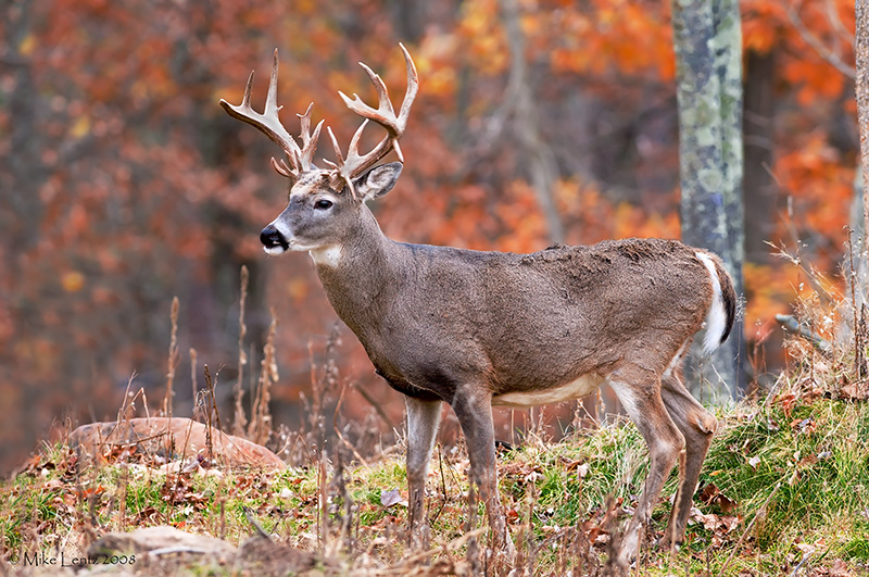 23 pt buck!