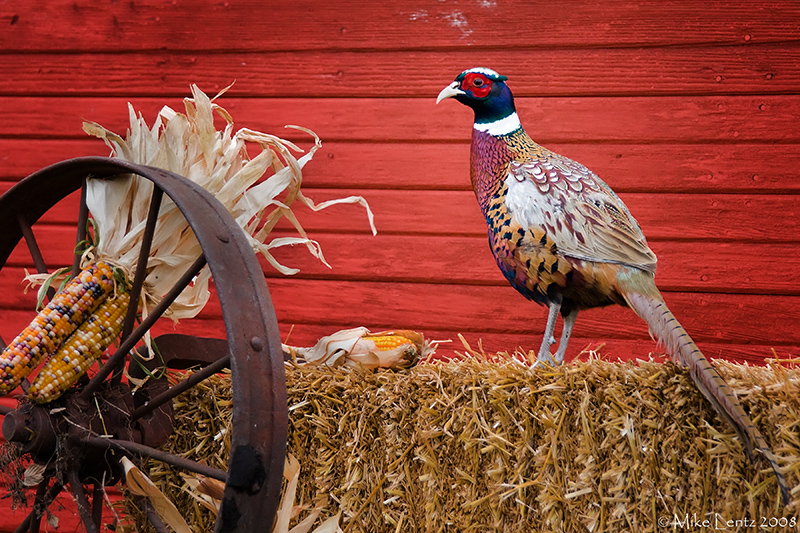 Rooster on hay bale