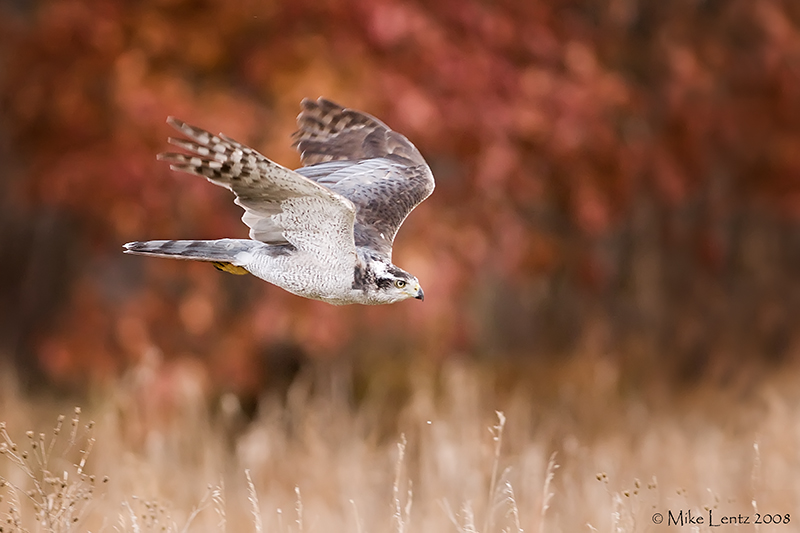 Northern Goshawk in flight