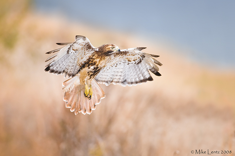 Redtail Hawk landing gear down