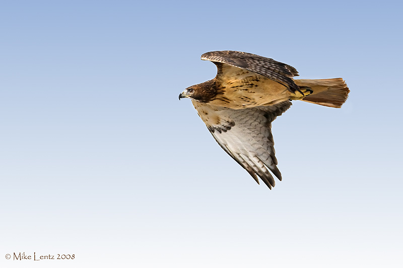 Red Tailed Hawk