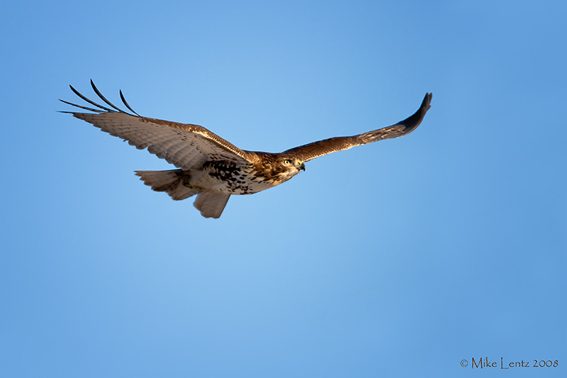 Redtail Hawk streamlined